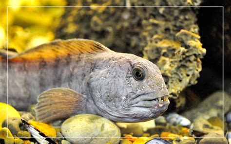 wolf fish|19 Atlantic Wolffish Facts .